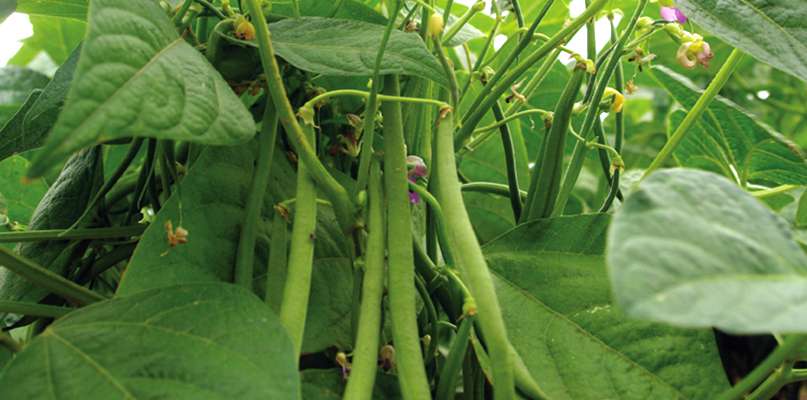 cachés sous les feuilles, il faut prendre le temps de récolter ces haricots verts cachés sous les feuilles, il faut prendre le temps de récolter ces haricots verts