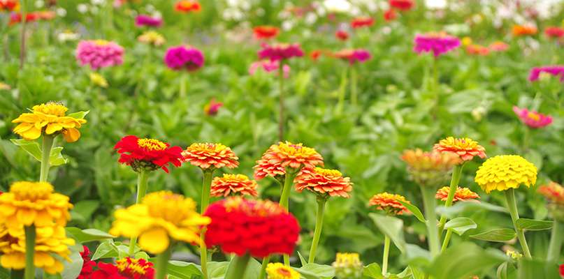 zinnias zinnias