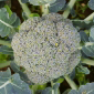 Cueillette d'Amiens Brocoli