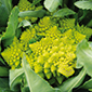 Cueillette d'Amiens Chou romanesco