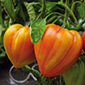Cueillette d'Amiens Tomate Cœur de Bœuf