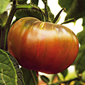 Cueillette d'Amiens Tomate noire de Crimée